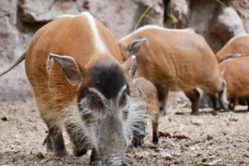 神龙架发生野猪非洲猪瘟疫情：具体在哪个地方？会传染到其它地区吗？